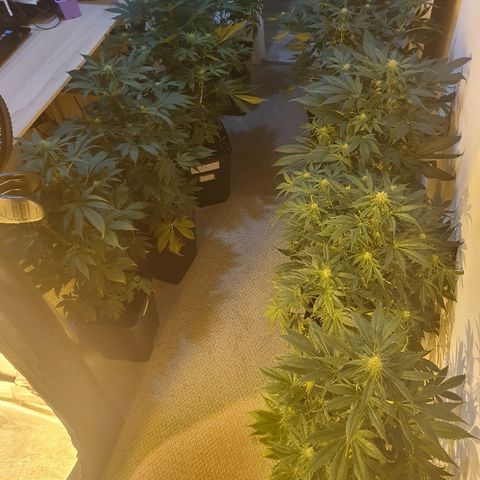 Máster kush #1 growlog timeline photo