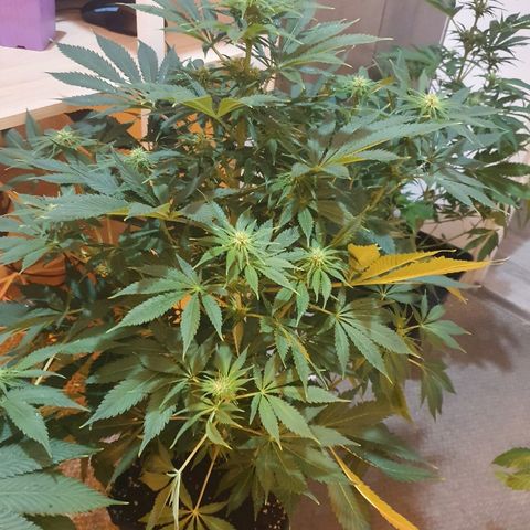 Máster kush #1 growlog timeline photo