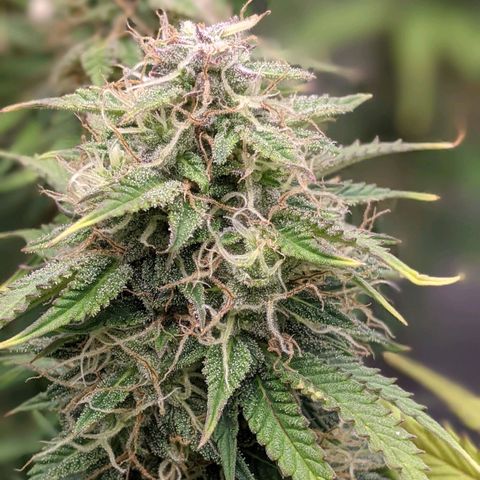 Калашникова growlog timeline photo