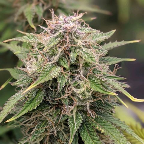 Калашникова growlog timeline photo