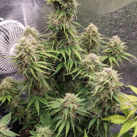 Калашникова growlog timeline photo
