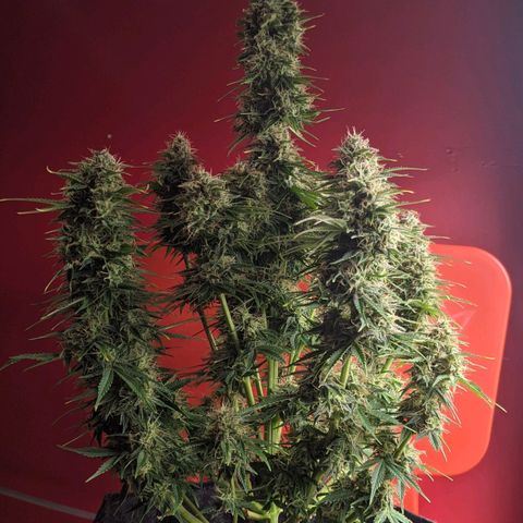 Калашникова growlog timeline photo
