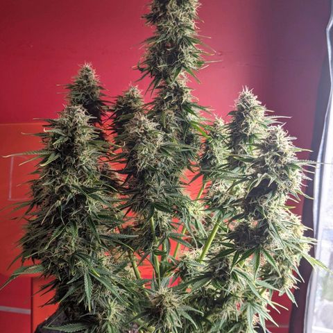 Калашникова growlog timeline photo