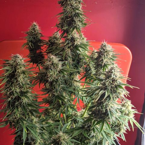 Калашникова growlog timeline photo