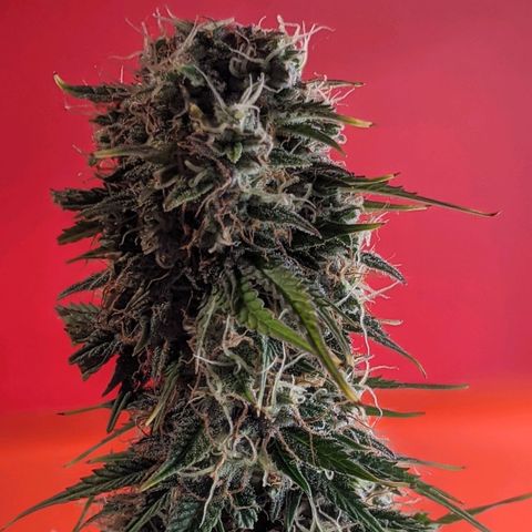 Калашникова growlog timeline photo