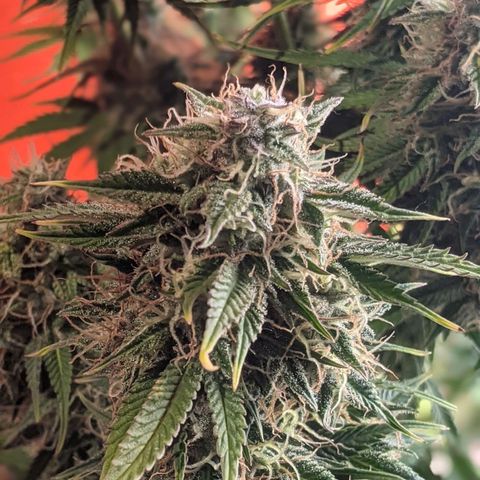 Калашникова growlog timeline photo