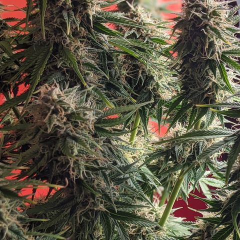 Калашникова growlog timeline photo