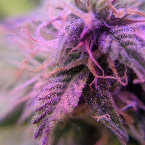 Калашникова growlog timeline photo