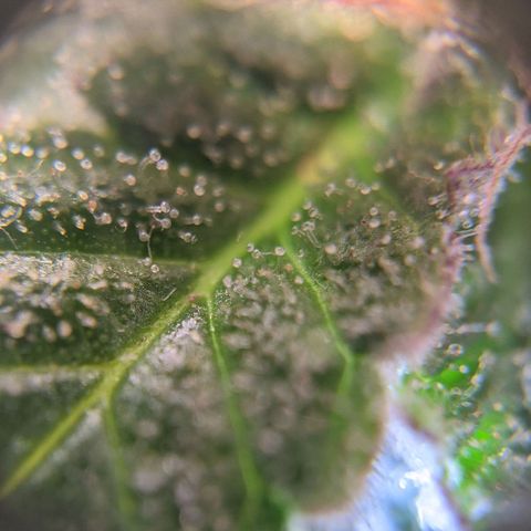 Калашникова growlog timeline photo