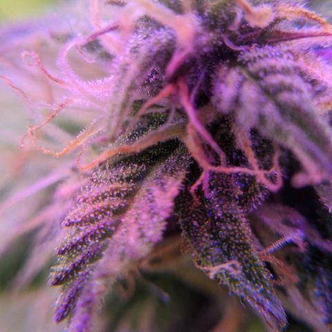 Калашникова growlog timeline photo