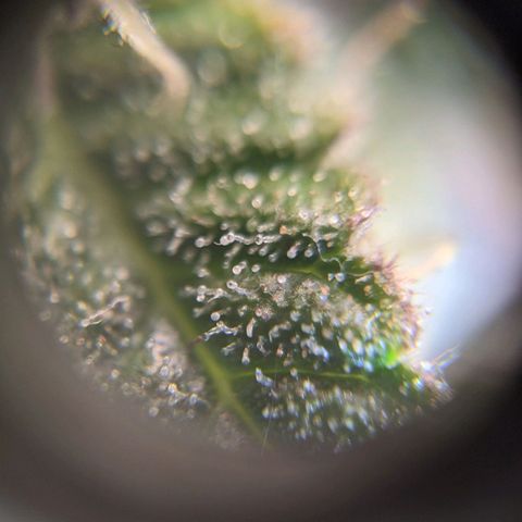 Калашникова growlog timeline photo