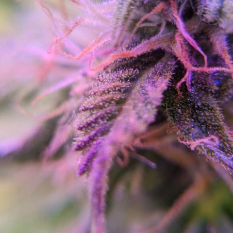 Калашникова growlog timeline photo