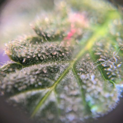 Калашникова growlog timeline photo