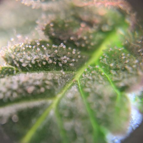 Калашникова growlog timeline photo