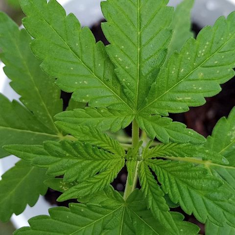 Auto Amnesia growlog photo: First time grower here. Not sure what these white spots are on the leaves. Not a mold or mildew. I've looked underneath all leaves and along all stem/branches with a jewlers loupe and cannot see any type of insect or bug