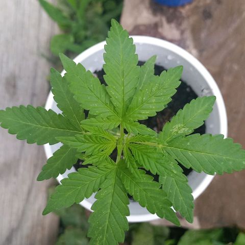 Auto Amnesia growlog photo: First time grower here. Not sure what these white spots are on the leaves. Not a mold or mildew. I've looked underneath all leaves and along all stem/branches with a jewlers loupe and cannot see any type of insect or bug