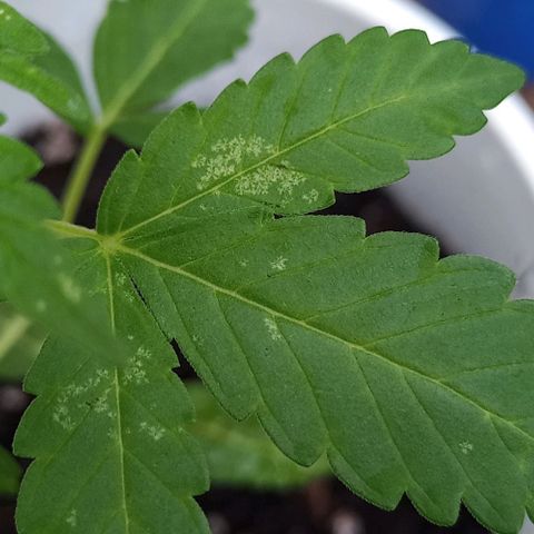 Auto Amnesia growlog photo: First time grower here. Not sure what these white spots are on the leaves. Not a mold or mildew. I've looked underneath all leaves and along all stem/branches with a jewlers loupe and cannot see any type of insect or bug