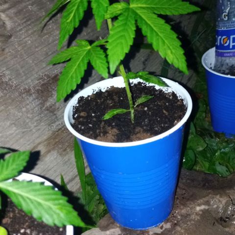 Auto Amnesia growlog photo: Evening rest after small watering