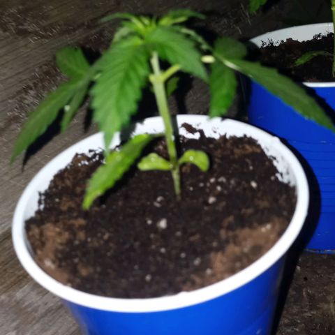 Auto Amnesia growlog photo: Evening rest after small watering