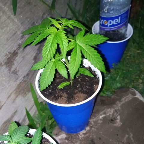 Auto Amnesia growlog photo: Evening rest after small watering