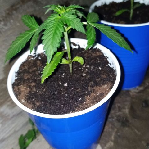 Auto Amnesia growlog photo: Evening rest after small watering