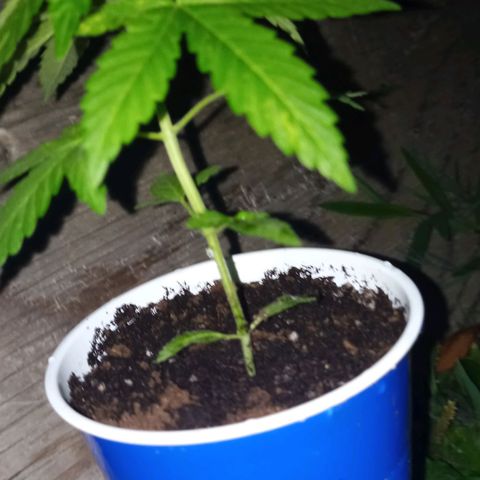 Auto Amnesia growlog photo: Evening rest after small watering