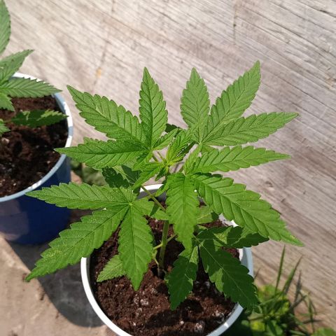 Auto Amnesia growlog photo: Added fresh Organic ProMix HP (original soil used) to cover up to the bottom of the cotyledons. Leaves tending to slightly bend upwards (praying) during peak shine hours