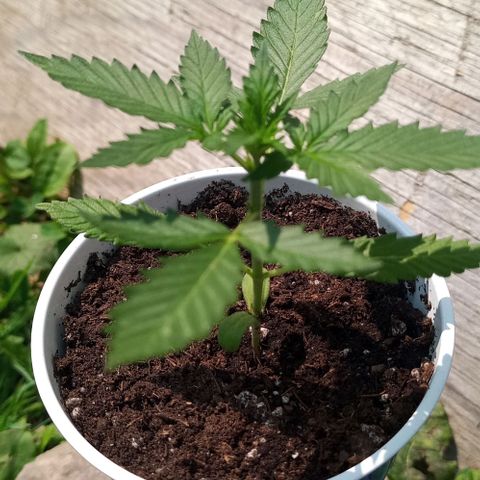 Auto Amnesia growlog photo: Added fresh Organic ProMix HP (original soil used) to cover up to the bottom of the cotyledons. Leaves tending to slightly bend upwards (praying) during peak shine hours