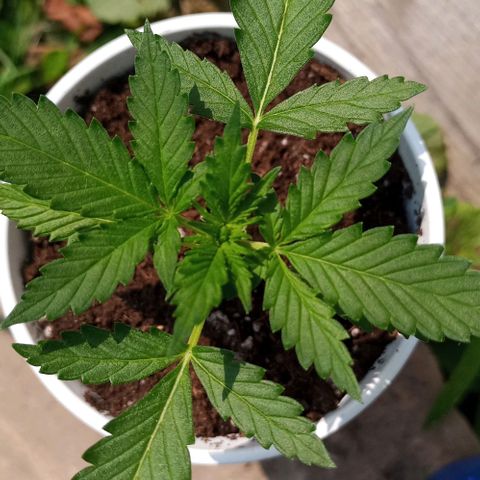 Auto Amnesia growlog photo: Added fresh Organic ProMix HP (original soil used) to cover up to the bottom of the cotyledons. Leaves tending to slightly bend upwards (praying) during peak shine hours