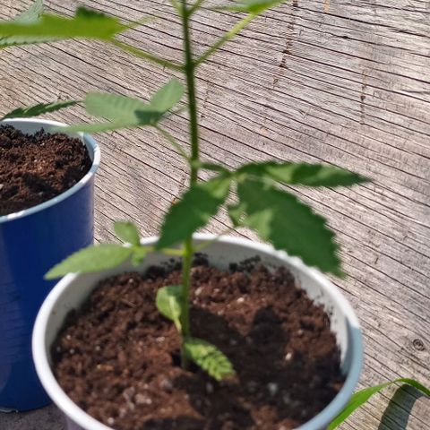 Auto Amnesia growlog photo: Added fresh Organic ProMix HP (original soil used) to cover up to the bottom of the cotyledons. Leaves tending to slightly bend upwards (praying) during peak shine hours