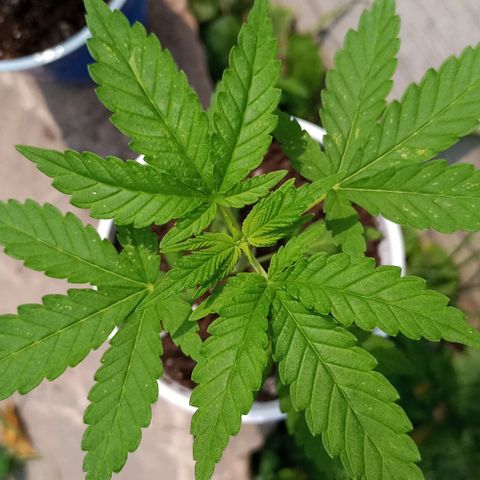 Auto Amnesia growlog photo: Added fresh Organic ProMix HP (original soil used) to cover up to the bottom of the cotyledons. Leaves tending to slightly bend upwards (praying) during peak shine hours