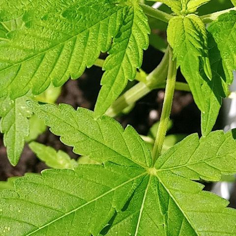 Auto Amnesia growlog photo: Continues to grow nice and healthy. Only minor concern is the small white spots on the taller plant's leaves. Not eggs or powder mildew. It looks as though the leaves have a small case of the chicken pocks. 

Topped taller plant with about an inch of organic living soil from my vermispost bin
