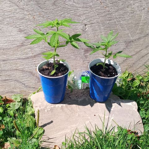 Auto Amnesia growlog photo: Continues to grow nice and healthy. Only minor concern is the small white spots on the taller plant's leaves. Not eggs or powder mildew. It looks as though the leaves have a small case of the chicken pocks. 

Topped taller plant with about an inch of organic living soil from my vermispost bin