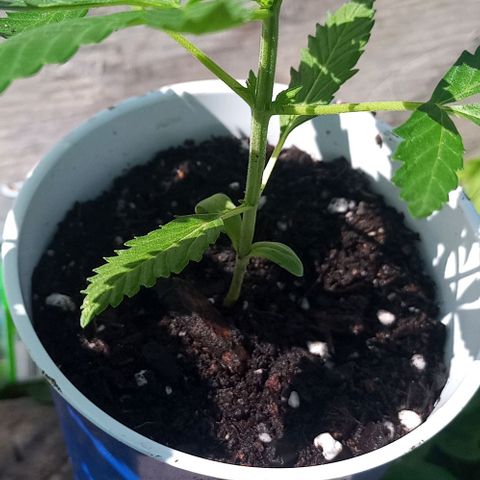 Auto Amnesia growlog photo: Continues to grow nice and healthy. Only minor concern is the small white spots on the taller plant's leaves. Not eggs or powder mildew. It looks as though the leaves have a small case of the chicken pocks. 

Topped taller plant with about an inch of organic living soil from my vermispost bin
