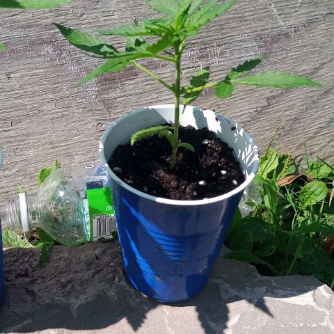 Auto Amnesia growlog photo: Continues to grow nice and healthy. Only minor concern is the small white spots on the taller plant's leaves. Not eggs or powder mildew. It looks as though the leaves have a small case of the chicken pocks. 

Topped taller plant with about an inch of organic living soil from my vermispost bin
