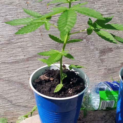 Auto Amnesia growlog photo: Continues to grow nice and healthy. Only minor concern is the small white spots on the taller plant's leaves. Not eggs or powder mildew. It looks as though the leaves have a small case of the chicken pocks. 

Topped taller plant with about an inch of organic living soil from my vermispost bin