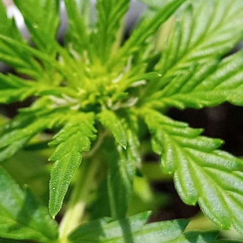 Auto Amnesia growlog timeline photo