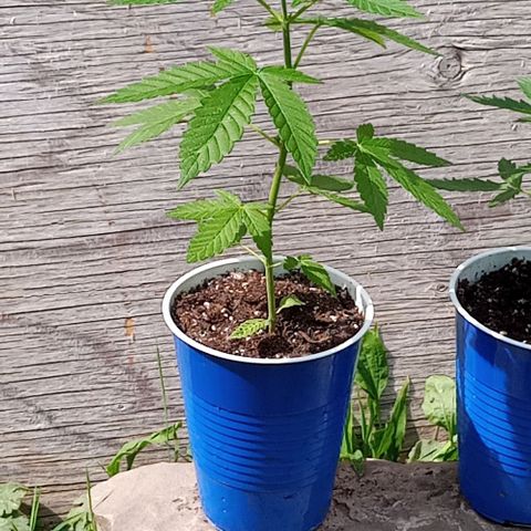 Auto Amnesia growlog timeline photo