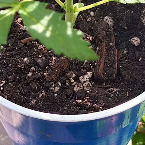 Auto Amnesia growlog timeline photo