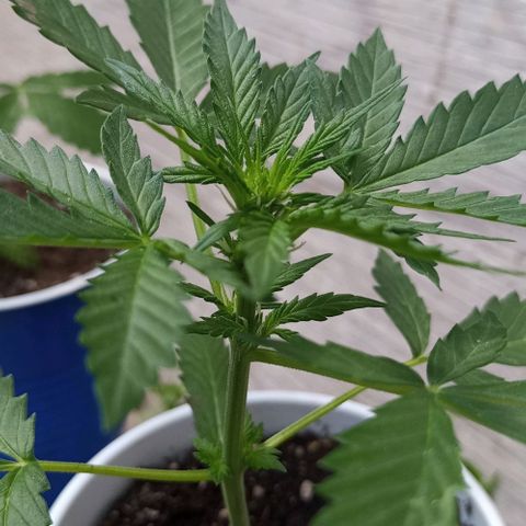 Auto Amnesia growlog timeline photo