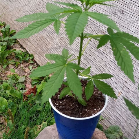 Auto Amnesia growlog timeline photo