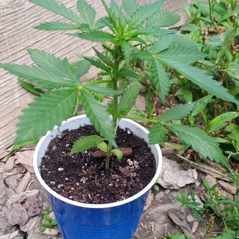 Auto Amnesia growlog photo: Decided to LST 1 out of 2 plants.
Chose to tie down the shorter of the 2 plants.

Taller plant I decided to top. Just the top 1cm of the main stem directly below shoot