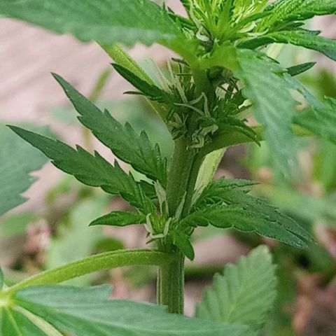 Auto Amnesia growlog photo: Decided to LST 1 out of 2 plants.
Chose to tie down the shorter of the 2 plants.

Taller plant I decided to top. Just the top 1cm of the main stem directly below shoot
