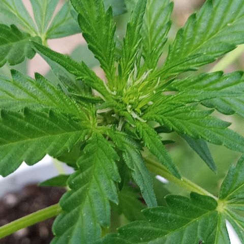 Auto Amnesia growlog photo: Decided to LST 1 out of 2 plants.
Chose to tie down the shorter of the 2 plants.

Taller plant I decided to top. Just the top 1cm of the main stem directly below shoot