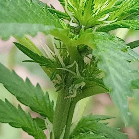 Auto Amnesia growlog photo: Decided to LST 1 out of 2 plants.
Chose to tie down the shorter of the 2 plants.

Taller plant I decided to top. Just the top 1cm of the main stem directly below shoot
