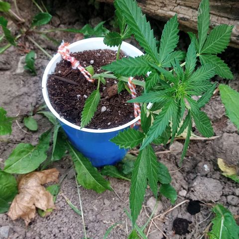 Auto Amnesia growlog photo: Decided to LST 1 out of 2 plants.
Chose to tie down the shorter of the 2 plants.

Taller plant I decided to top. Just the top 1cm of the main stem directly below shoot