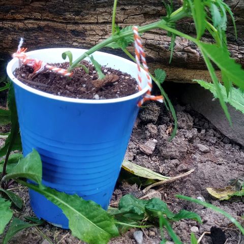 Auto Amnesia growlog photo: Decided to LST 1 out of 2 plants.
Chose to tie down the shorter of the 2 plants.

Taller plant I decided to top. Just the top 1cm of the main stem directly below shoot