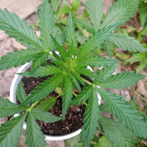 Auto Amnesia growlog photo: Decided to LST 1 out of 2 plants.
Chose to tie down the shorter of the 2 plants.

Taller plant I decided to top. Just the top 1cm of the main stem directly below shoot