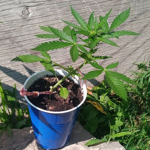 Auto Amnesia growlog timeline photo