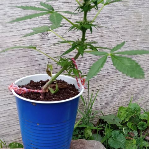 Auto Amnesia growlog timeline photo